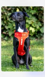 Performance Hundegeschirr (personalisierbar) – Bild 2