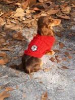 Elastischer Strick-Hundepullover – Bild 3